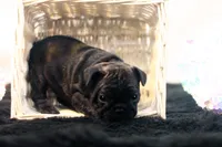 Dana, a female French Bulldog for sale in Ash Grove, MO – 3 of 10