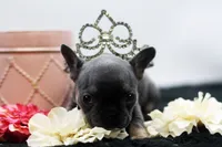Teddy, a female French Bulldog for sale in Ash Grove, MO – 2 of 10