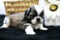 Bear, a male Shih Tzu for sale in Ash Grove, MO – 5 of 10