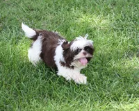 Bobbie, a male Shih Tzu for sale in Ash Grove, MO – 6 of 9