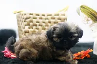 Dusty, a male Shih Tzu for sale in Ash Grove, MO – 4 of 10