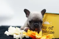Titus, a male French Bulldog for sale in Ash Grove, MO – 6 of 10