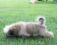 Roy, a male Shih Tzu for sale in Ash Grove, MO – 10 of 10