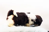 Bobbie, a male Shih Tzu for sale in Ash Grove, MO – 8 of 10