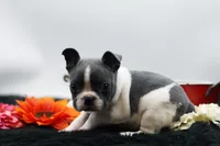 Rover, a male Frenchton for sale in Ash Grove, MO – 8 of 10