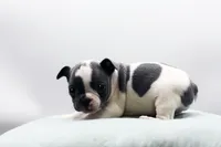 Reggie, a male Frenchton for sale in Ash Grove, MO – 9 of 10