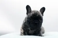 Poochie, a male Frenchton for sale in Ash Grove, MO – 5 of 10
