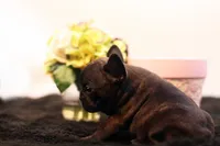 Delilah, a female French Bulldog for sale in Ash Grove, MO – 6 of 10