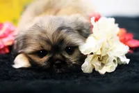 Ryan, a male Shih Tzu for sale in Ash Grove, MO – 4 of 10