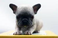 Titus, a male French Bulldog for sale in Ash Grove, MO – 4 of 10