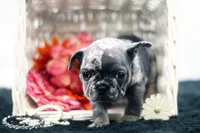 Trixi, a female French Bulldog for sale in Ash Grove, MO – 3 of 10