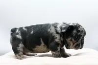 Trixi, a female French Bulldog for sale in Ash Grove, MO – 10 of 10