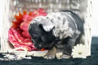 Trixi, a female French Bulldog for sale in Ash Grove, MO – 7 of 10