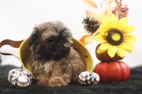 Diesel, a male Shih Tzu for sale in Ash Grove, MO – 2 of 10