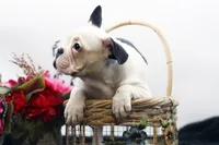 Mars, a female French Bulldog for sale in Ash Grove, MO – 3 of 10