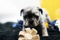 Toby, a male French Bulldog for sale in Ash Grove, MO – 8 of 10