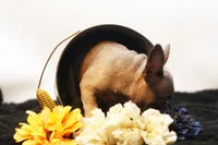 Chico, a male French Bulldog for sale in Ash Grove, MO – 5 of 10