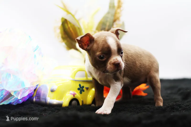Doug – Boston Terrier puppy for sale in Ash Grove, MO