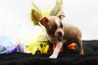 Doug, a male Boston Terrier for sale in Ash Grove, MO – 1 of 10