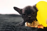 Dana, a female French Bulldog for sale in Ash Grove, MO – 7 of 10