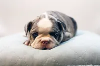 Mercury, a male French Bulldog for sale in Ash Grove, MO – 8 of 10