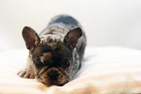 Dorothy, a female French Bulldog for sale in Ash Grove, MO – 7 of 9