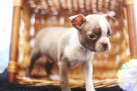 Doug, a male Boston Terrier for sale in Ash Grove, MO – 6 of 10