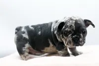 Trixi, a female French Bulldog for sale in Ash Grove, MO – 8 of 10