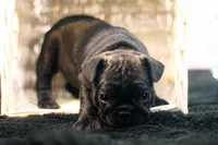 Dana, a female French Bulldog for sale in Ash Grove, MO – 2 of 10