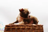 Doug, a male Boston Terrier for sale in Ash Grove, MO – 9 of 10