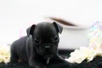 Ralphie, a male Frenchton for sale in Ash Grove, MO – 5 of 10