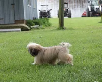 Roy, a male Shih Tzu for sale in Ash Grove, MO – 9 of 10