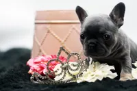 Teddy, a female French Bulldog for sale in Ash Grove, MO – 4 of 10