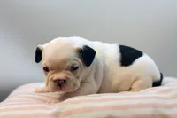 Mars, a female French Bulldog for sale in Ash Grove, MO – 8 of 10