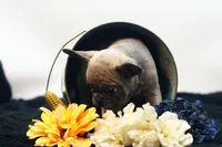 Chico, a male French Bulldog for sale in Ash Grove, MO – 4 of 10