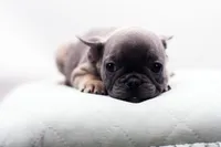 Cedar, a male French Bulldog for sale in Ash Grove, MO – 8 of 10