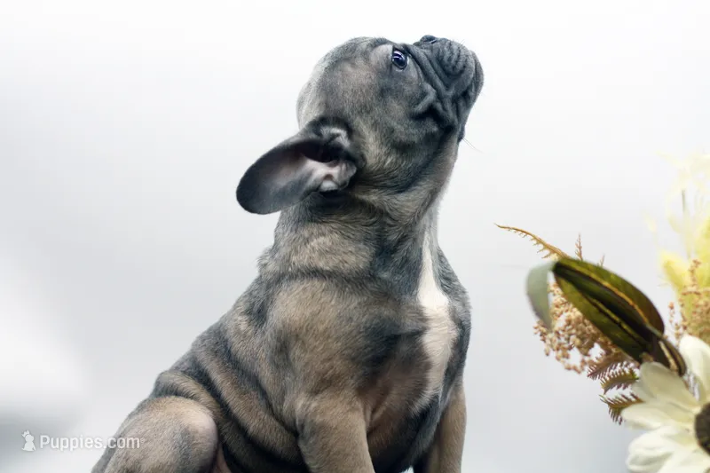 Cisco – French Bulldog puppy for sale in Ash Grove, MO