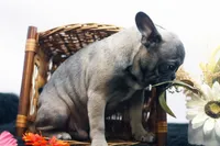 Cisco, a male French Bulldog for sale in Ash Grove, MO – 5 of 10