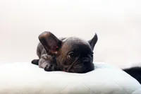 Cisco, a male French Bulldog for sale in Ash Grove, MO – 6 of 10