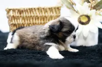Bear, a male Shih Tzu for sale in Ash Grove, MO – 6 of 10