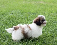 Duffy, a male Shih Tzu for sale in Ash Grove, MO – 7 of 10
