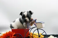 Reggie, a male Frenchton for sale in Ash Grove, MO – 2 of 10