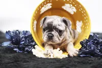 Toby, a male French Bulldog for sale in Ash Grove, MO – 3 of 10