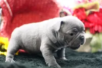 Elvis, a male Frenchton for sale in Ash Grove, MO – 5 of 10
