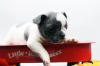 Reggie, a male Frenchton for sale in Ash Grove, MO – 5 of 10