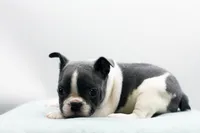 Rover, a male Frenchton for sale in Ash Grove, MO – 10 of 10