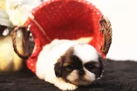 Duffy, a male Shih Tzu for sale in Ash Grove, MO – 4 of 10