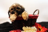 Riley, a female Shih Tzu for sale in Ash Grove, MO – 6 of 10