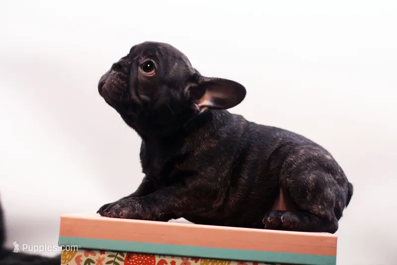 Dana – French Bulldog puppy for sale in Ash Grove, MO