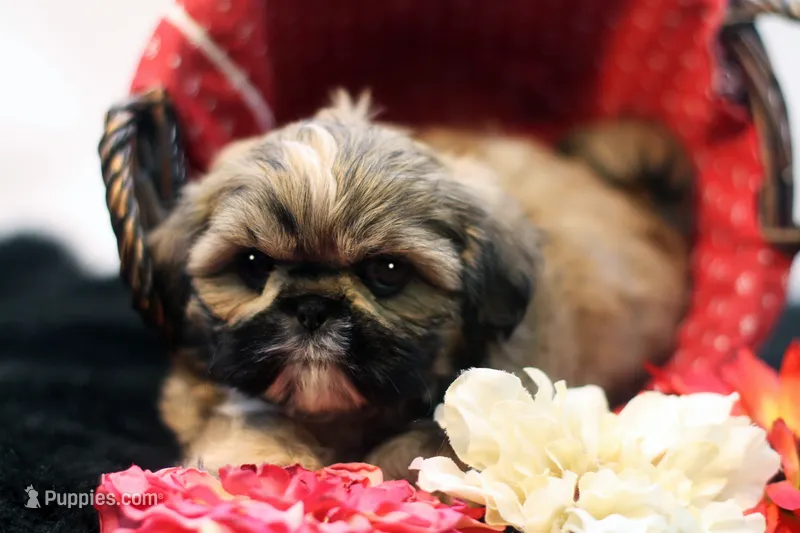 Riley – Shih Tzu puppy for sale in Ash Grove, MO